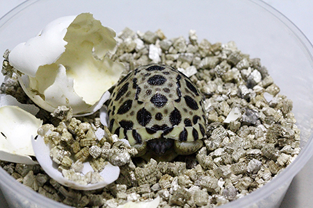 Radiated tortoises at Soda's Tortoise Garden Philippines